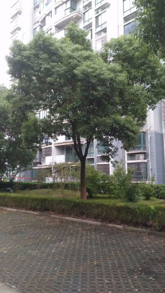 上海市金山区新春苑129栋3F 