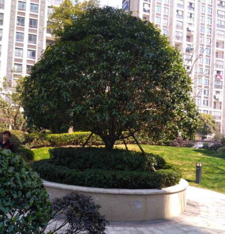 上海市青浦区龙湖紫都城1栋19F及车位 